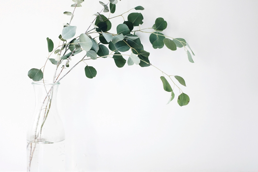 Fresh eucalyptus